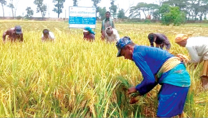 রাঙ্গুনিয়া-মীরসরাইয়ে বোরো ধানের বাম্পার ফলন রাঙ্গুনিয়া-মীরসরাইয়ে বোরো ধানের বাম্পার ফলন