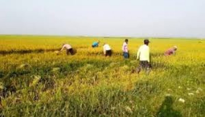 ধানের ন্যায্যমূল্য নিয়ে শঙ্কায় কৃষক ধানের ন্যায্যমূল্য নিয়ে শঙ্কায় কৃষক