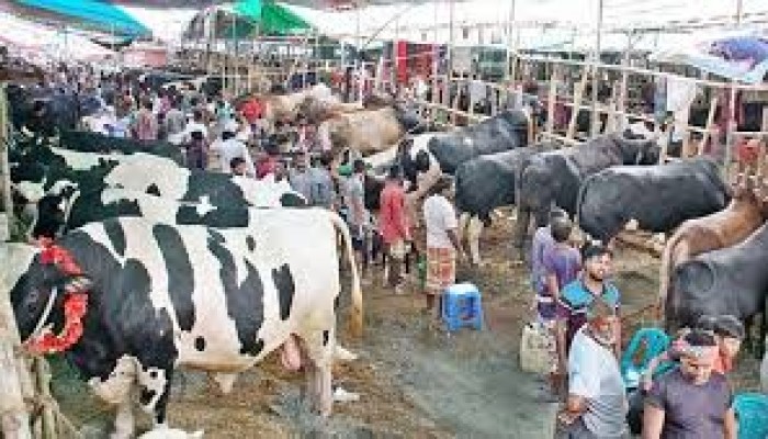 কোরবানিযোগ্য পশু ১ কোটি ২৪ লাখ কোরবানিযোগ্য পশু ১ কোটি ২৪ লাখ