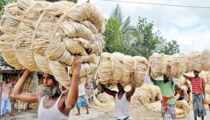 কমেছে পাটের রফতানি নগদ সহায়তা, বেড়েছে মাশুল কমেছে পাটের রফতানি নগদ সহায়তা, বেড়েছে মাশুল