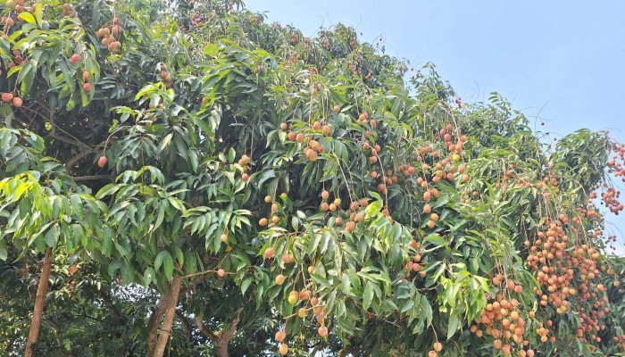 মধুখালীতে বৃষ্টির অভাবে লিচুর ফলন কম হওয়ায় হতাশ কৃষক মধুখালীতে বৃষ্টির অভাবে লিচুর ফলন কম হওয়ায় হতাশ কৃষক