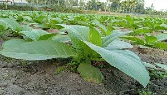 লালমনিরহাটে বাড়ছে বিষাক্ত তামাক চাষ লালমনিরহাটে বাড়ছে বিষাক্ত তামাক চাষ