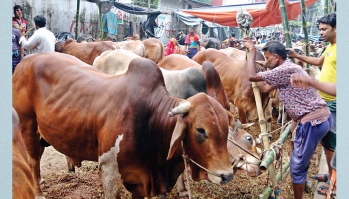 রেললাইন সংলগ্ন এলাকায় পশুর হাট না বসানোর অনুরোধ রেললাইন সংলগ্ন এলাকায় পশুর হাট না বসানোর অনুরোধ