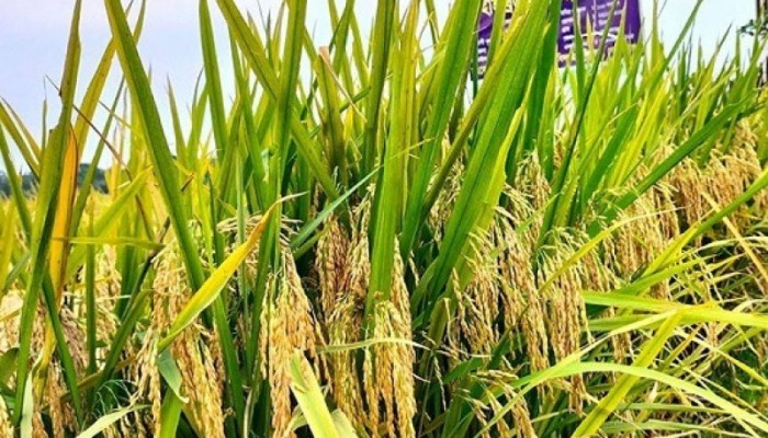 জনপ্রিয়তা পাচ্ছে উচ্চ ফলনশীল ‘ব্রি ধান-১০৩’ জনপ্রিয়তা পাচ্ছে উচ্চ ফলনশীল ‘ব্রি ধান-১০৩’