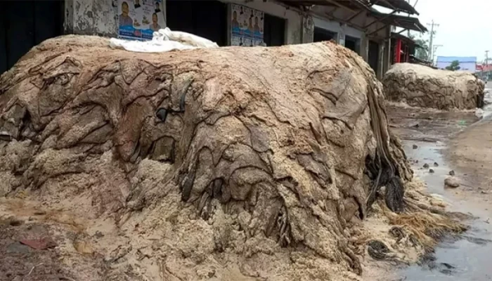 কোরবানির চামড়া সংগ্রহে দুশ্চিন্তায় ব্যবসায়ীরা কোরবানির চামড়া সংগ্রহে দুশ্চিন্তায় ব্যবসায়ীরা