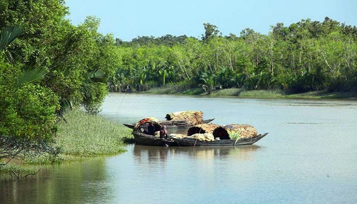 সুন্দরবনে ডাকাত আতঙ্ক মধু আহরণ কমেছে সুন্দরবনে ডাকাত আতঙ্ক মধু আহরণ কমেছে