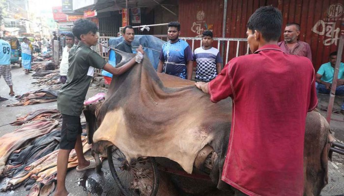 ঢাকায় সংগ্রহ হয়েছে ৭৫ হাজার চামড়া ঢাকায় সংগ্রহ হয়েছে ৭৫ হাজার চামড়া