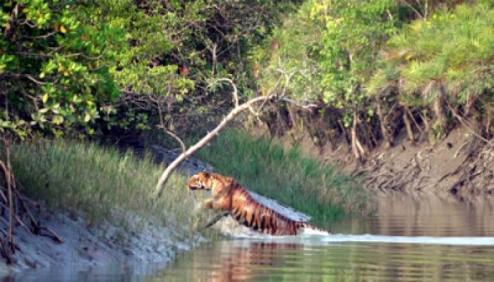 জলবায়ু পরিবর্তন-খাদ্য সংকটে হুমকিতে সুন্দরবনের বাঘ জলবায়ু পরিবর্তন-খাদ্য সংকটে হুমকিতে সুন্দরবনের বাঘ