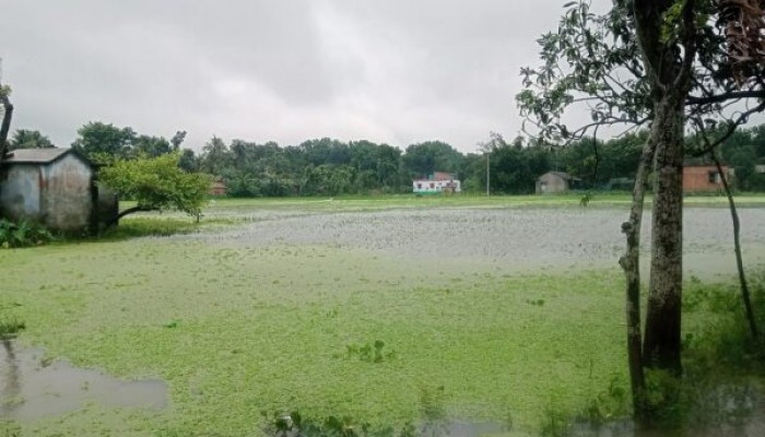 পানিতে তলিয়ে ৩ হাজার হেক্টর আমন খেত দুর্ভোগে কৃষক ও সাধারণ মানুষ পানিতে তলিয়ে ৩ হাজার হেক্টর আমন খেত দুর্ভোগে কৃষক ও সাধারণ মানুষ