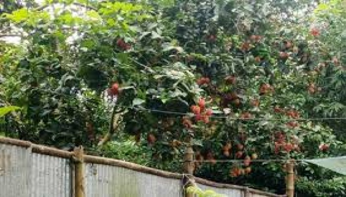 নীলফামারীতে বিদেশি ফল রাম্বুটান চাষে সফল নারী উদ্যোক্তা নীলফামারীতে বিদেশি ফল রাম্বুটান চাষে সফল নারী উদ্যোক্তা