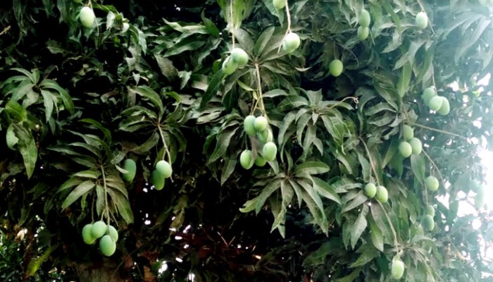 নওগাঁয় আম গাছে ফলন বাড়াতে ব্যবহার হচ্ছে হরমোন নওগাঁয় আম গাছে ফলন বাড়াতে ব্যবহার হচ্ছে হরমোন