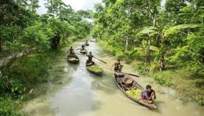 স্বস্তিতে ফিরেছে বাংলার ভেনিস খ্যাত কুড়িয়ানার পেয়ারা বাগান স্বস্তিতে ফিরেছে বাংলার ভেনিস খ্যাত কুড়িয়ানার পেয়ারা বাগান