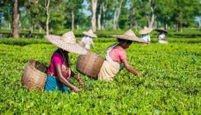 দেশের চা বাগানগুলোতে বাড়ছে শ্রমিক অসন্তোষ দেশের চা বাগানগুলোতে বাড়ছে শ্রমিক অসন্তোষ