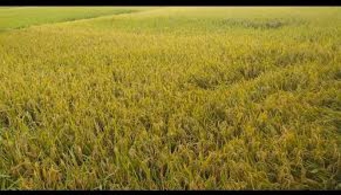 ধানের প্রকৃত নামেই চাল বাজারজাত করতে হবে ধানের প্রকৃত নামেই চাল বাজারজাত করতে হবে