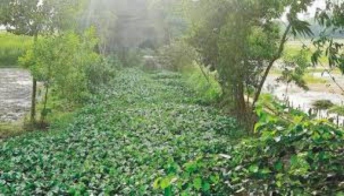 চান্দিনায় খাল খনন প্রকল্পে দুর্নীতির অভিযোগ চান্দিনায় খাল খনন প্রকল্পে দুর্নীতির অভিযোগ