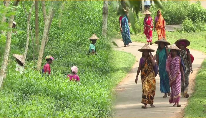 অস্থিরতায় তীব্র সংকটে চা শিল্প অস্থিরতায় তীব্র সংকটে চা শিল্প