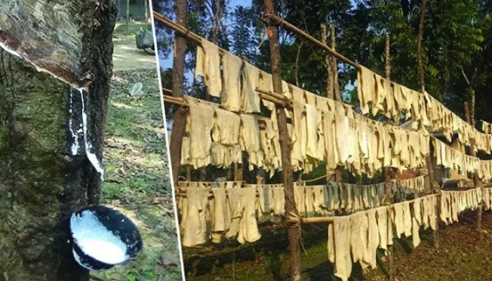 লাভে বেসরকারি রাবার বাগান লোকসানে সরকারি খাত লাভে বেসরকারি রাবার বাগান লোকসানে সরকারি খাত
