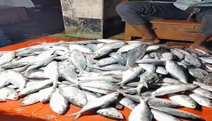 আমতলীত ও তালতলীতে ইলিশ ধরায় ২২ দিনের নিষেধাজ্ঞা, জেলেদের জন্য বিকল্প ব্যবস্থা অব্যাহত থাকবে আমতলীত ও তালতলীতে ইলিশ ধরায় ২২ দিনের নিষেধাজ্ঞা, জেলেদের জন্য বিকল্প ব্যবস্থা অব্যাহত থাকবে