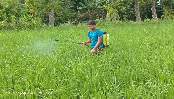 চান্দিনায় ধানখেতে পচা রোগের আক্রমণ ক্ষতির আশঙ্কা কৃষকদের চান্দিনায় ধানখেতে পচা রোগের আক্রমণ ক্ষতির আশঙ্কা কৃষকদের