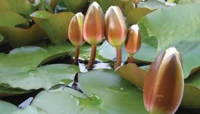 ইসির প্রতীকের তালিকায় যুক্ত ‘শাপলা কলি’ ইসির প্রতীকের তালিকায় যুক্ত ‘শাপলা কলি’