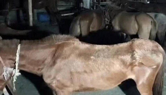 গাজীপুরে ৩৭ রোগাক্রান্ত ঘোড়াসহ বিপুল পরিমাণ ঘোড়ার মাংস জব্দ