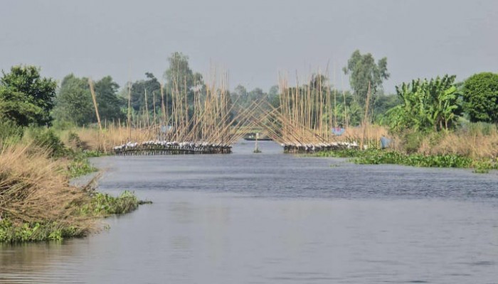 সাঁথিয়ায় সোতি জালে বাধাগ্রস্ত পেঁয়াজের আবাদ