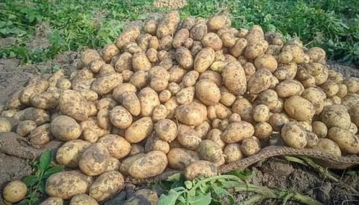 আলু উৎপাদন কম হওয়ার শঙ্কা