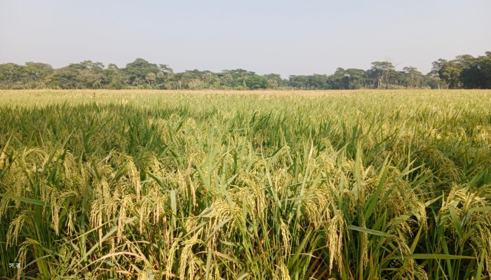 গলাচিপায় আমন ধানের বাম্পার ফলন প্রায় ৬শ’ কোটি টাকা বিক্রির আশা