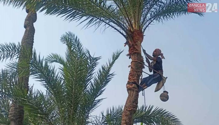 শিবচরে শুরু হয়েছে খেজুরের রস ও গুড় তৈরির মৌসুম