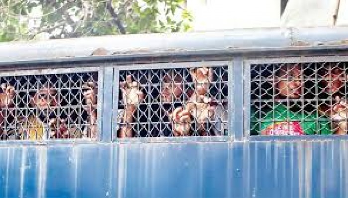 ​মোহাম্মদপুরে পুলিশের বিশেষ অভিযানে গ্রেফতার ১৩