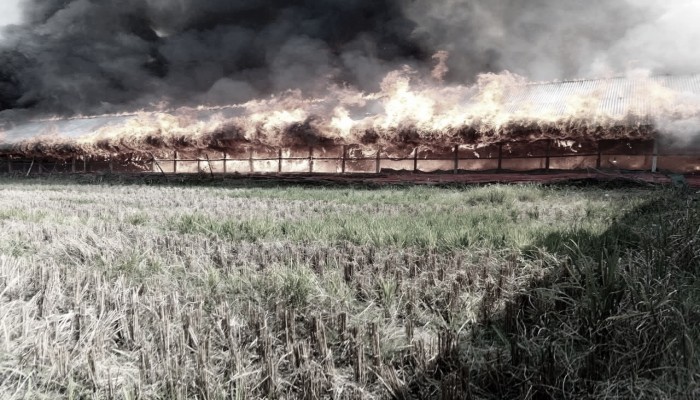 ​মীরসরাইয়ে আগুনে পুড়ে ছাই ২৫শ’ ব্রয়লার মুরগি