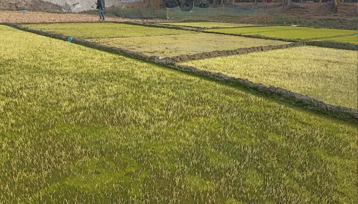 তীব্র শীতে ক্ষতির শঙ্কায় বোরো আলুসহ রবিশস্যের আবাদ