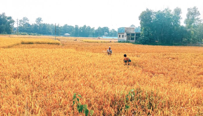 শ্যামনগরে আমন ধানের বাম্পার ফলনেও হাসি নেই কৃষকের মুখে