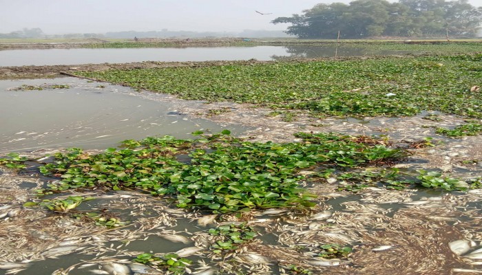 রামগঞ্জে মাছের ঘেরে বিষ প্রয়োগ ক্ষতি ২০ লাখ টাকা
