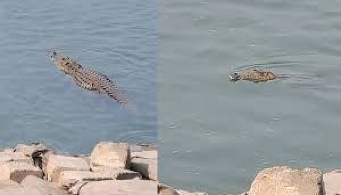 রাজবাড়ীতে পদ্মা নদীতে দেখা মিললো কুমিরের, আতঙ্কে তীরের মানুষ