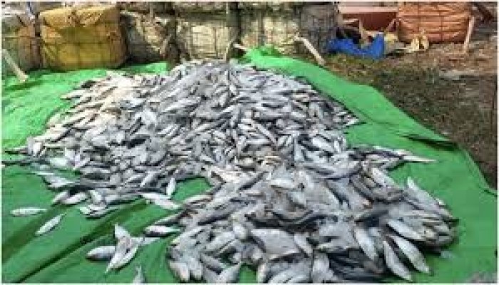 নোয়াখালীতে ২৫০০ কেজি জাটকা জব্দ, আটক ৬