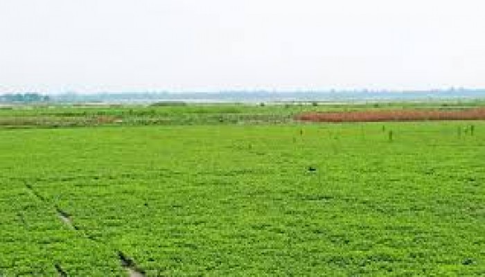 সুন্দরগঞ্জে তিস্তার বালু চর এখন আবাদি জমি